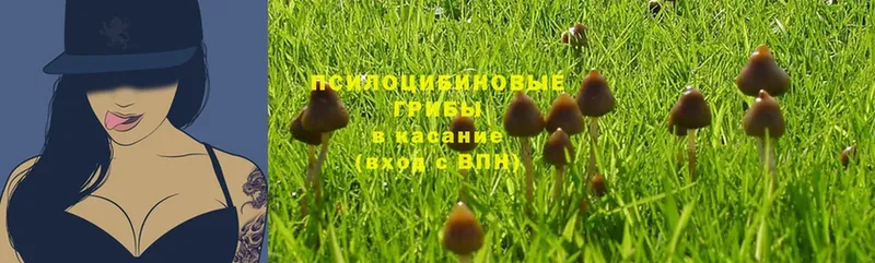 Галлюциногенные грибы Magic Shrooms  как найти закладки  Иннополис 